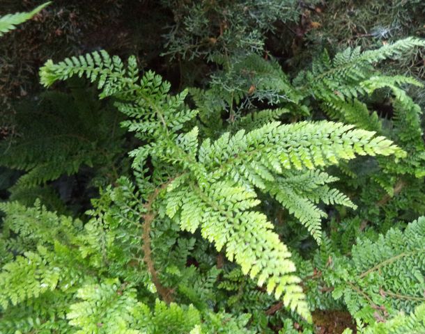 Polystichum setiferum 'Rotundatum Cristatum' : Belle proportion pour cette fougère persistante originale.
